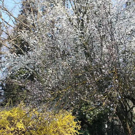 Zantnhof Lejlighed *