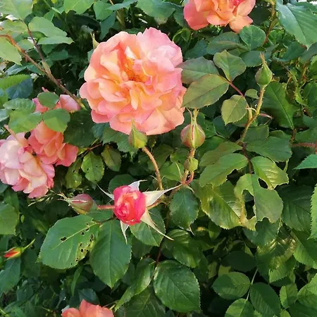 Appartement Zantnhof *