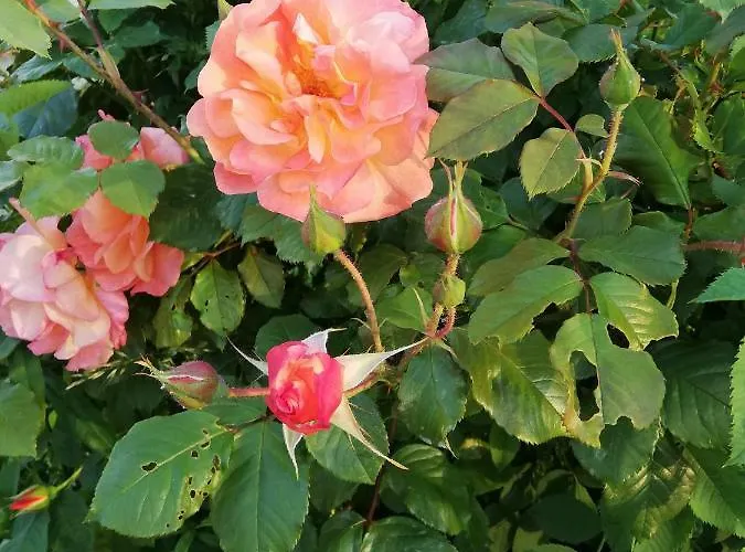 Apartment Zantnhof *