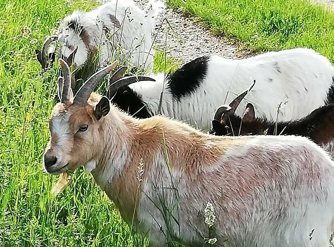 Zantnhof Apartment *